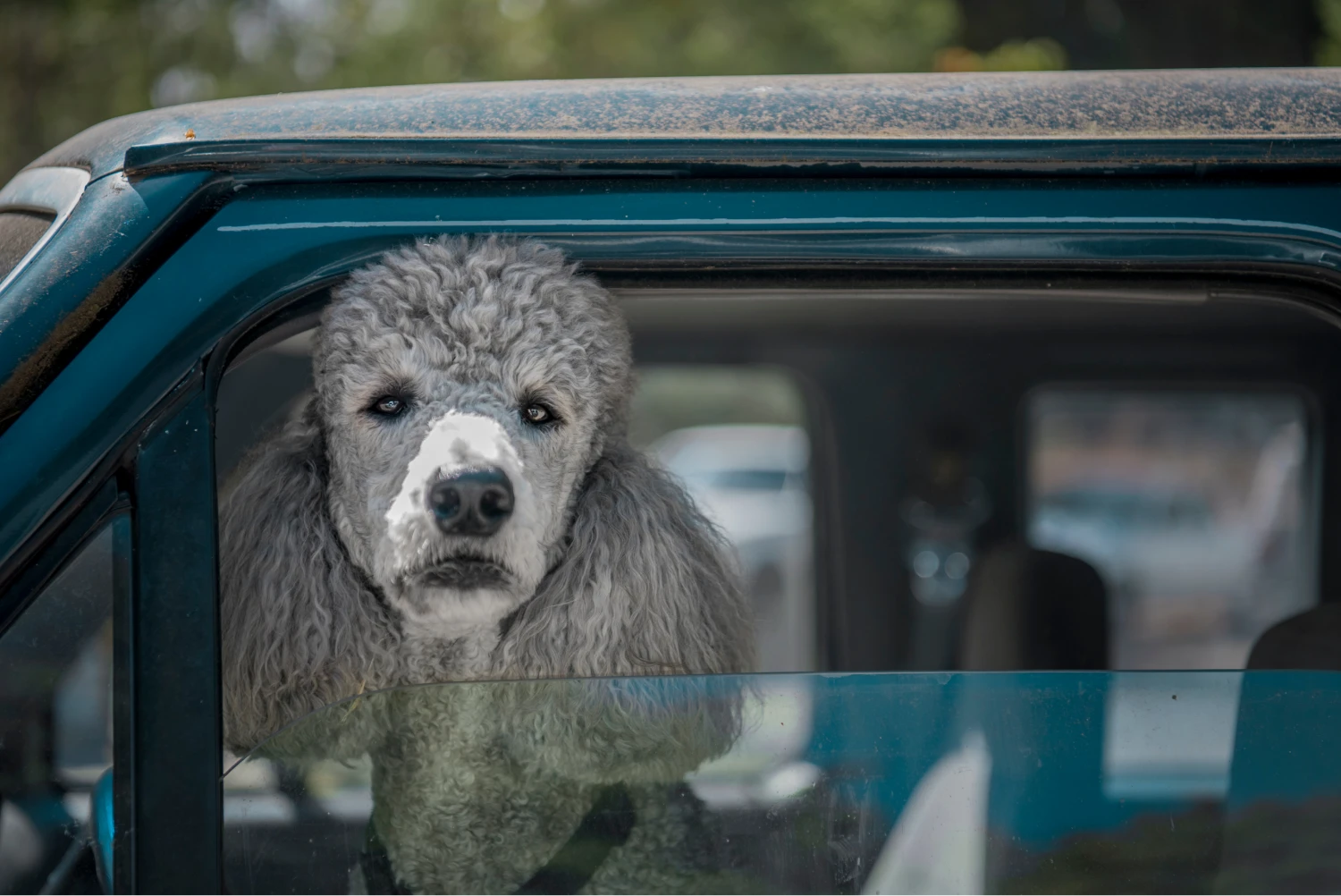 Mercedes-Benz GLC Dog Safety Belt for Poodles