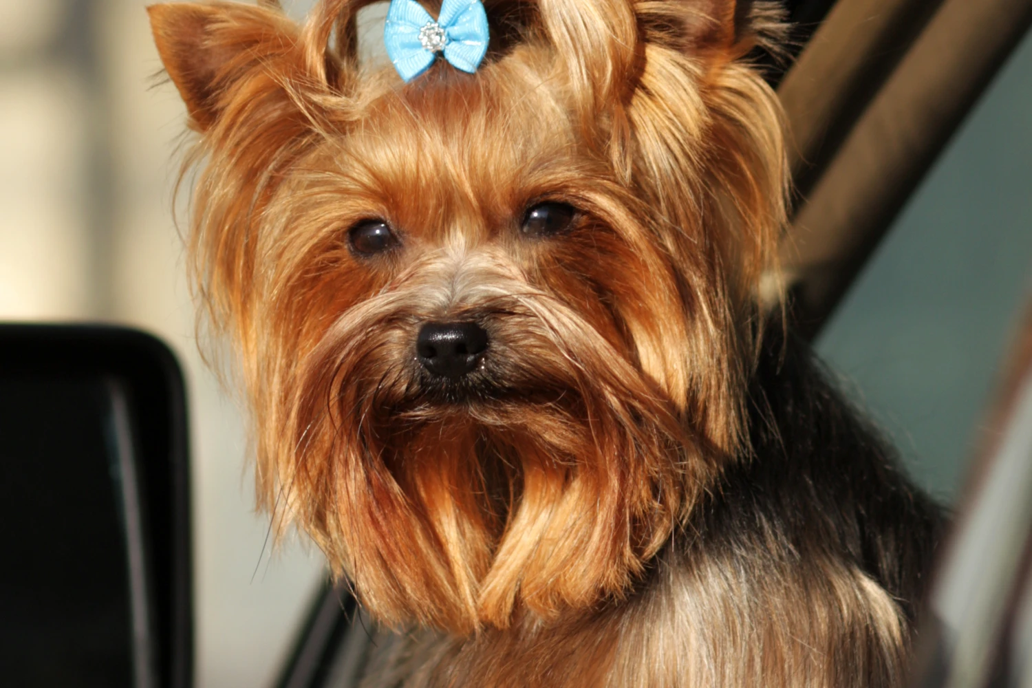 Ford Explorer Dog Safety Belt for Yorkshire Terriers