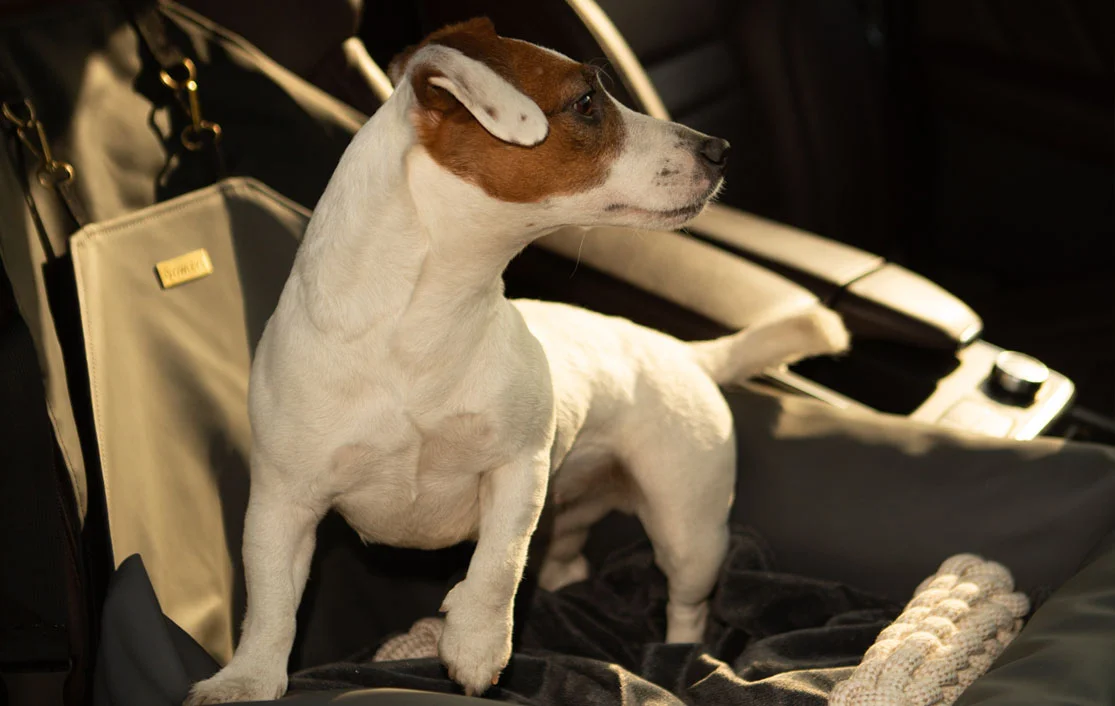 Schipperke Dog Car Seat for Hyundai Kona